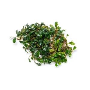 Bucephalandra Krivbass