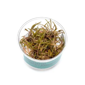 Cryptocoryne Ferruginea Sekadauensis UNS Tissue Culture