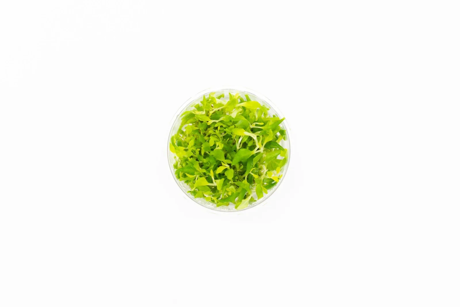 Hygrophila Difformis/Water Wisteria UNS Tissue Culture - Image 2