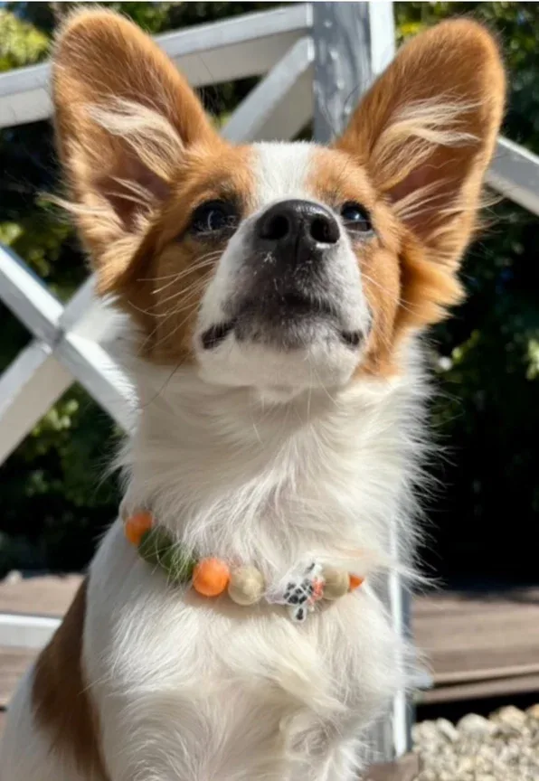 Fox Dainty Collective Beaded Collar - Image 2