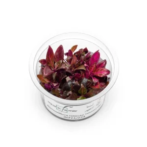 Alternanthera Reineckii Rosanervig Aquatic Farmer Tissue Culture