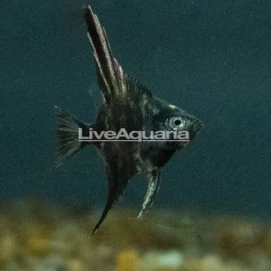 LiveAquaria® Captive-Bred Marble Angelfish