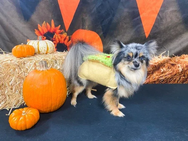 Taco Dog Costume - Image 2