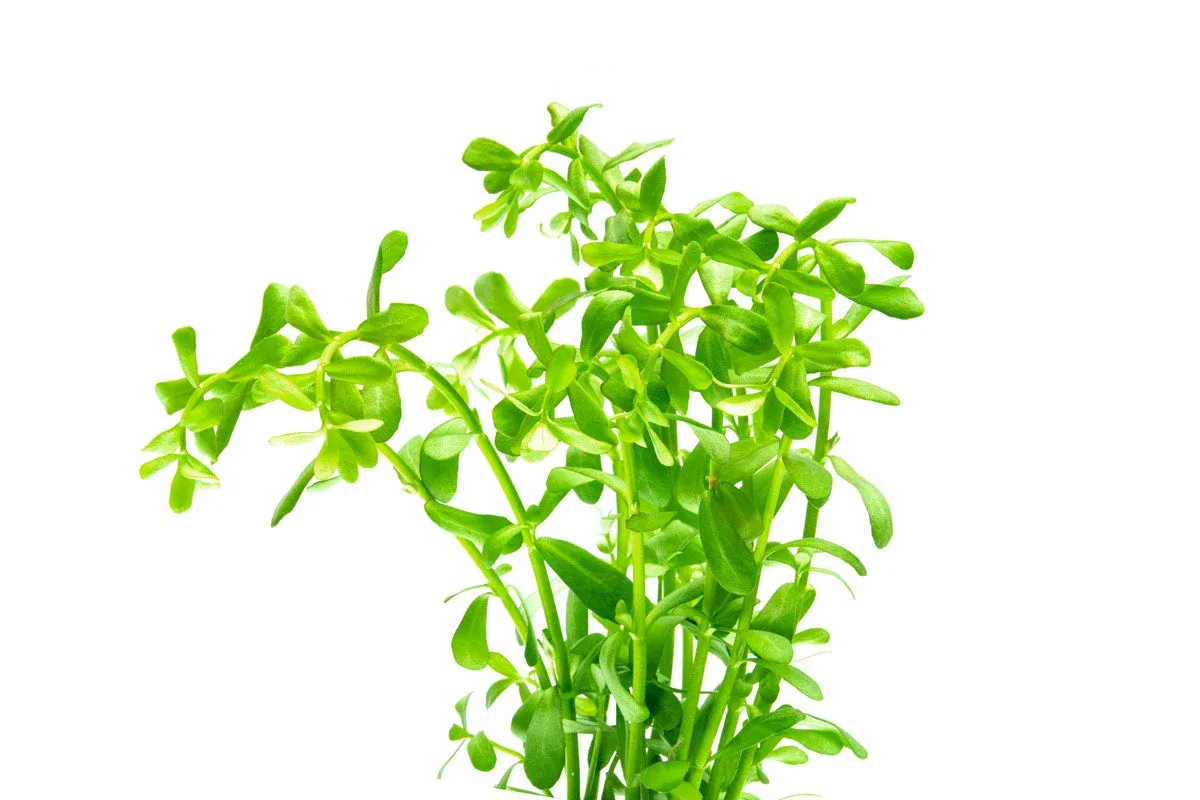 Hedyotis Salzmannii - Image 2