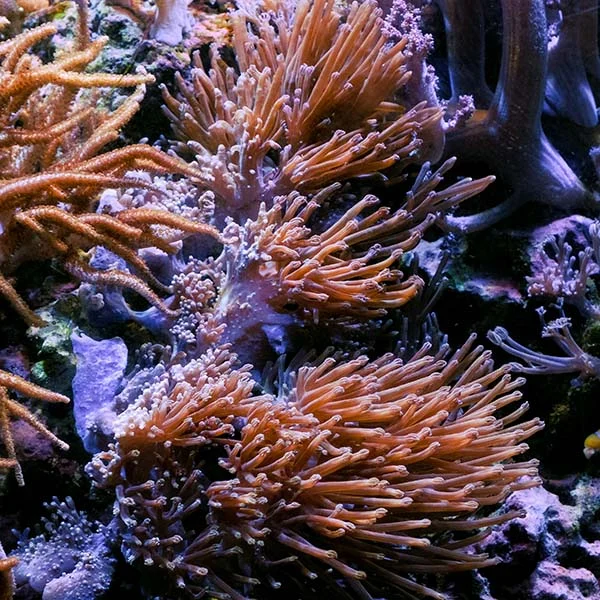 LiveAquaria® CCGC Aquacultured Blue Cespitularia Coral - Image 2