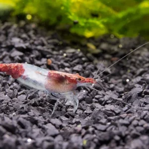 Red Rili Shrimp