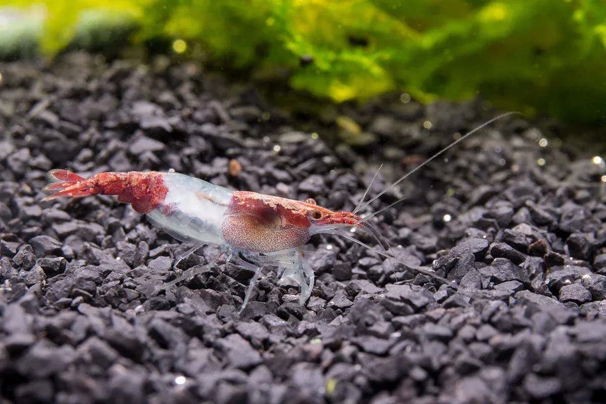 Red Rili Shrimp