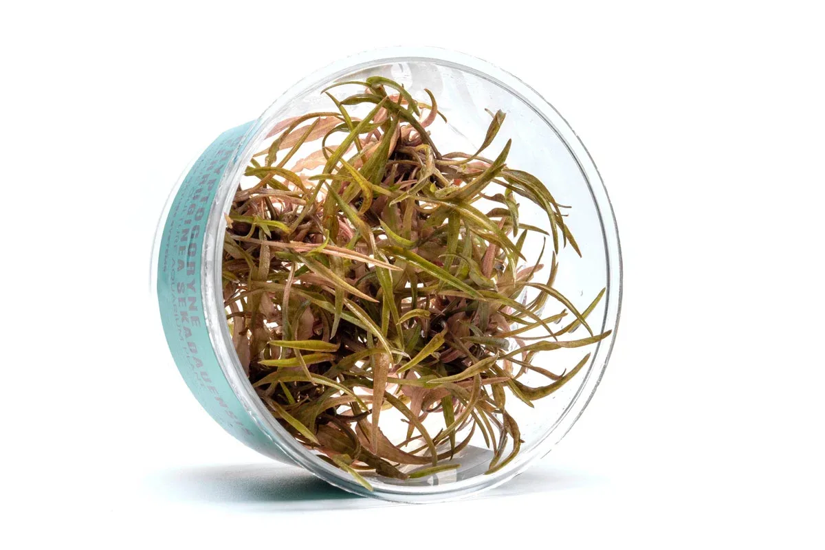 Cryptocoryne Ferruginea Sekadauensis UNS Tissue Culture - Image 2