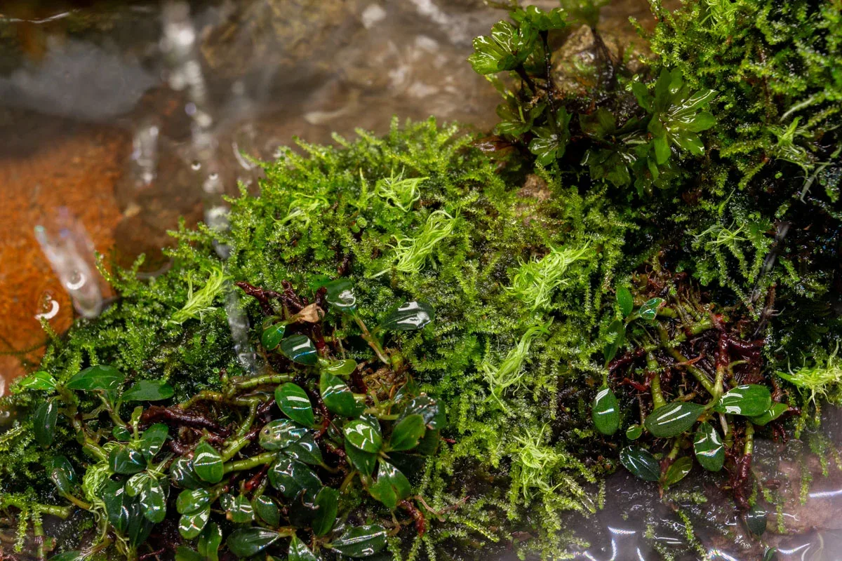 Utricularia Graminifolia Aquatic Farmer Tissue Culture - Image 2