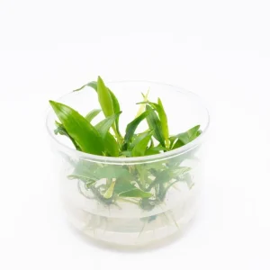 Lagenandra Thwaitesii UNS Tissue Culture