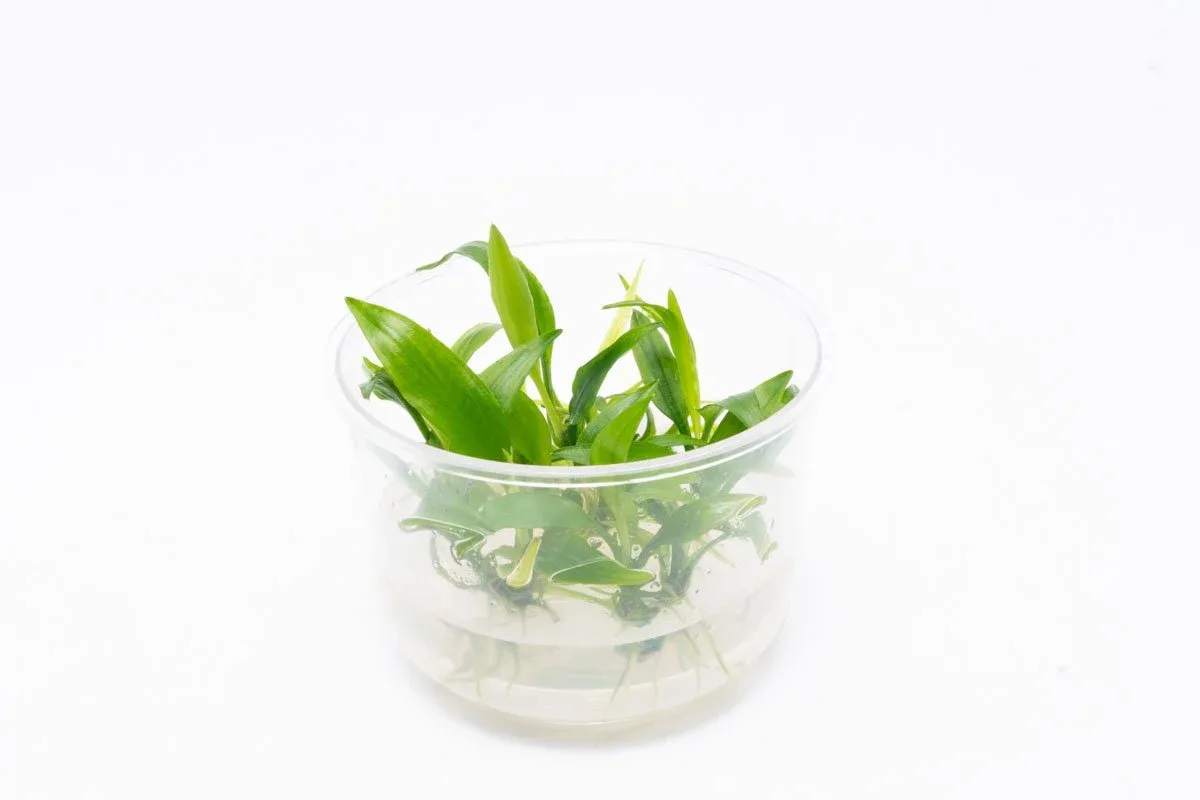 Lagenandra Thwaitesii UNS Tissue Culture