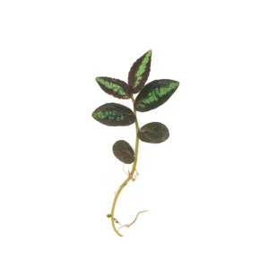 Pellionia Repens