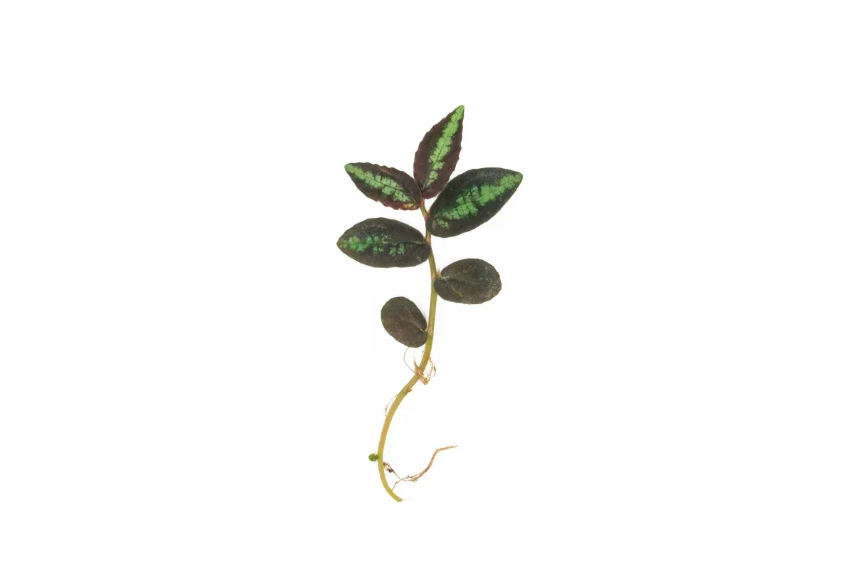 Pellionia Repens