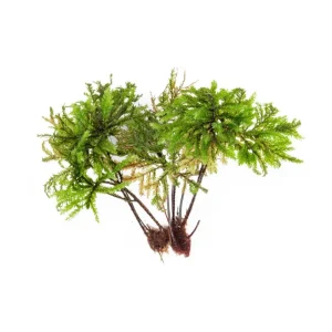 Tree Moss