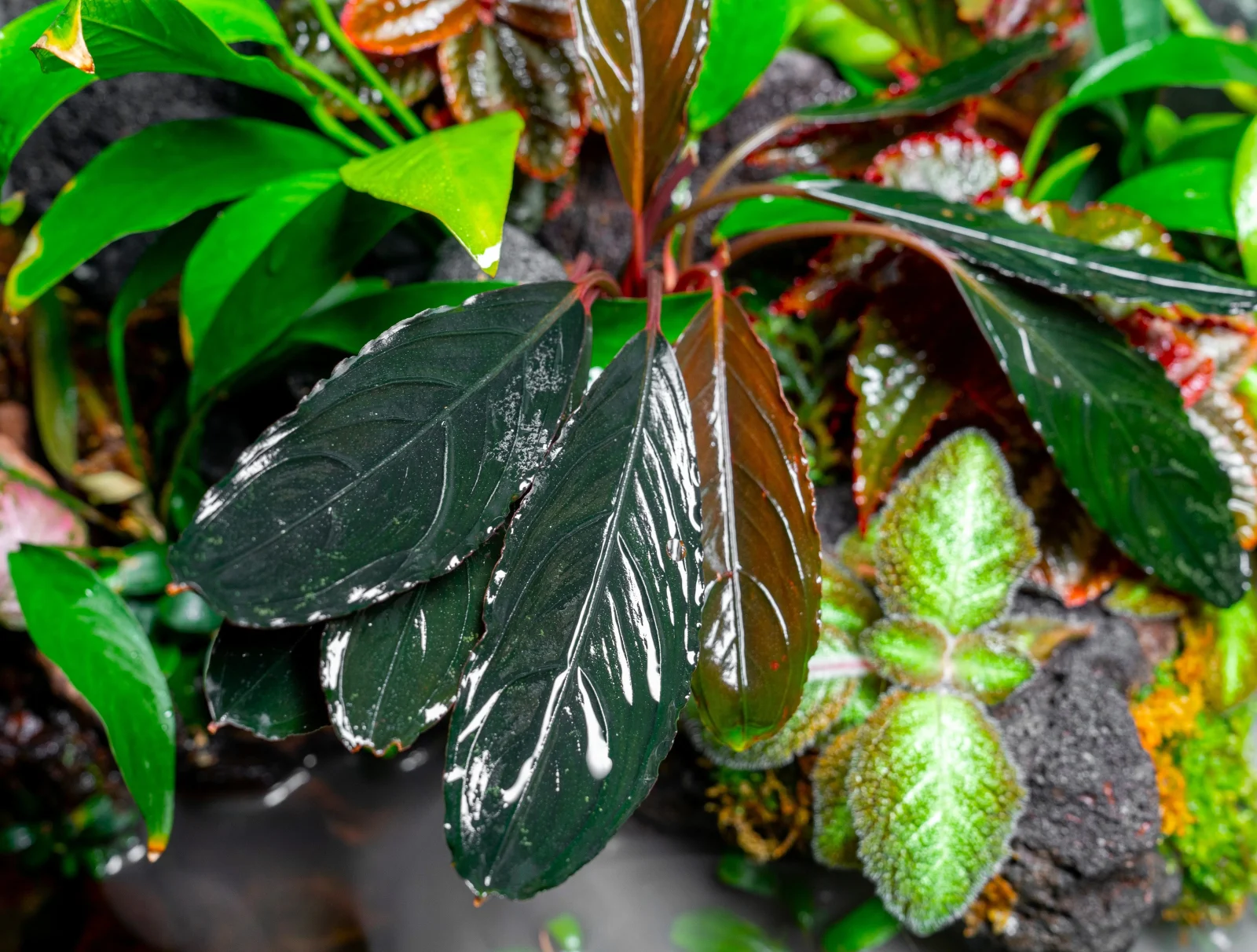 Bucephalandra Green Skeleton King / Green Achilles - Image 2