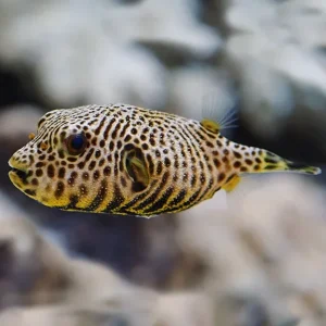 Starry Puffer