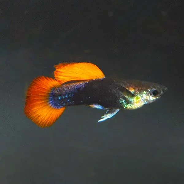 Red Koi Tux Guppy, Male