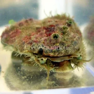 Tropical Abalone