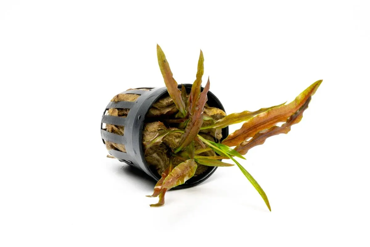 Cryptocoryne Albida Costata - Image 2