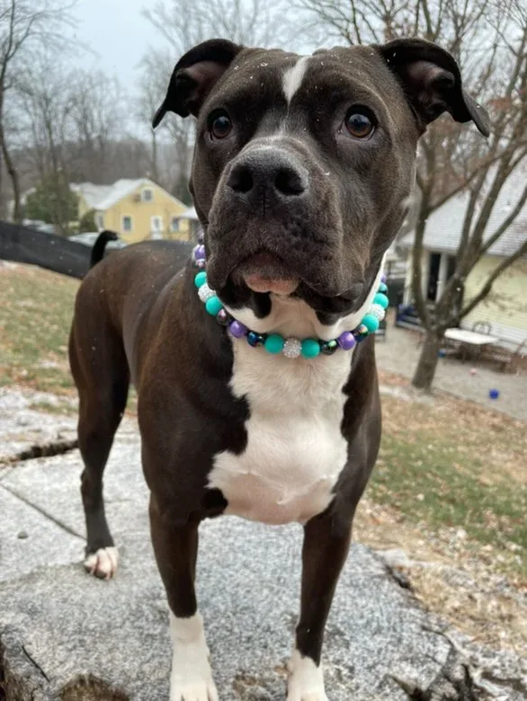 Jovie Dainty Collective Beaded Collar - Image 2