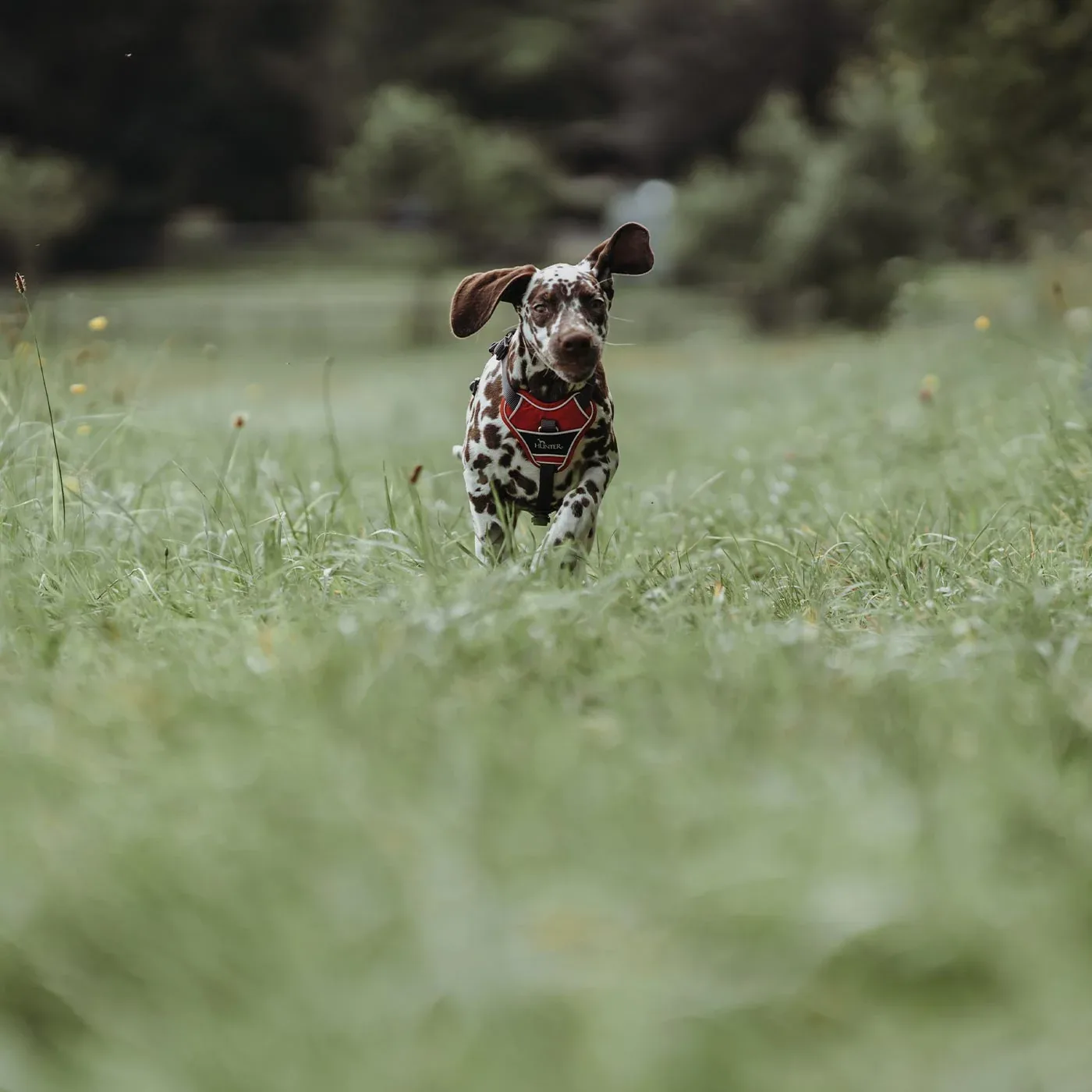 Hunter Divo Harness - Image 2