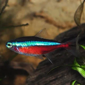 Cardinal Tetra EXPERT ONLY