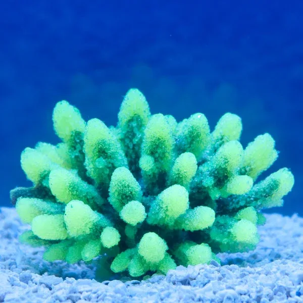 Aquatic Creations Yellow Tipped Gray Acropora Aquarium Décor - Image 2