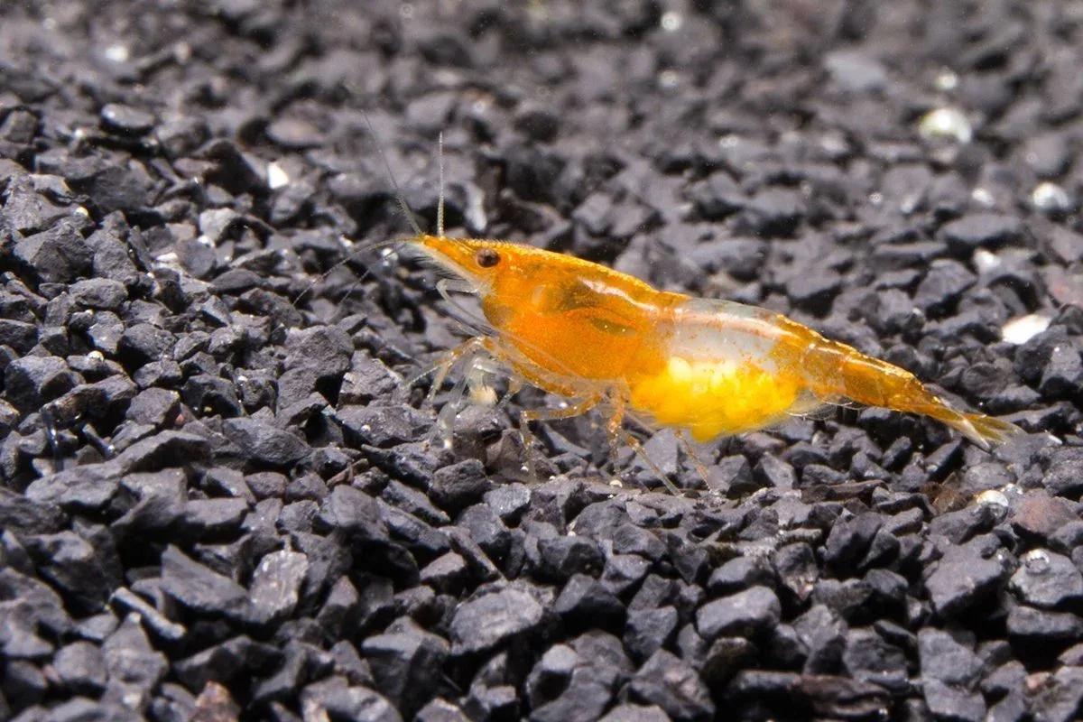 Orange Rili Shrimp - Image 2