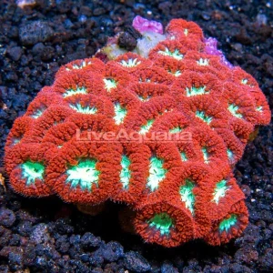 Big Polyp Blastomussa Coral