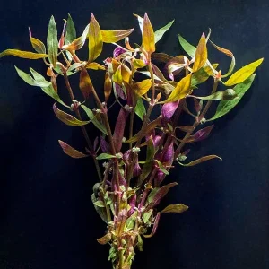 Telanthera Plant
