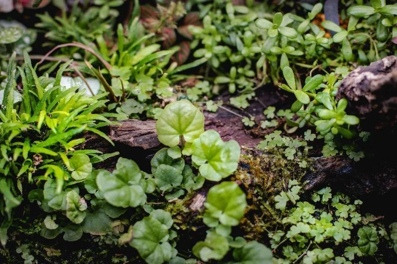 Cardamine Lyrata Vietnam UNS Tissue Culture - Image 2