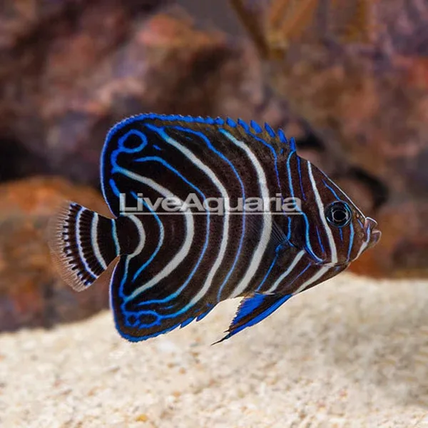 Koran Angelfish - Image 2