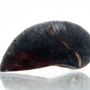 Black Military Helmet Snails