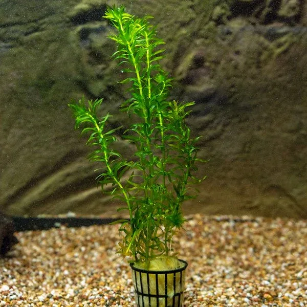 Anacharis