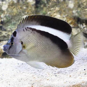 Griffis Angelfish