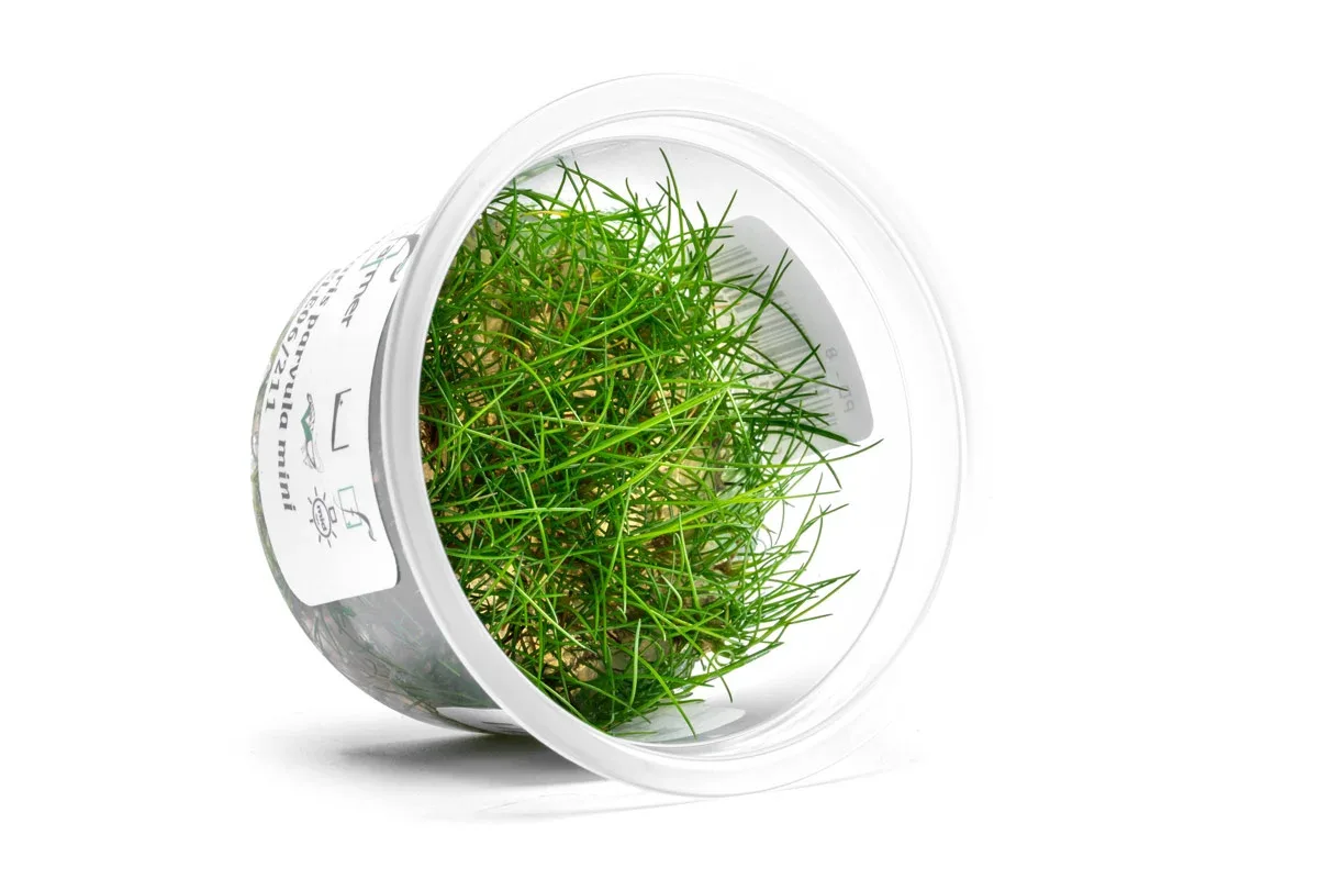 Eleocharis Parvula 'Mini' Aquatic Farmer Tissue Culture - Image 2