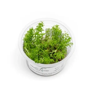 Ludwigia Inclinata var. Verticillata 'Pantanal' Aquatic Farmer Tissue Culture