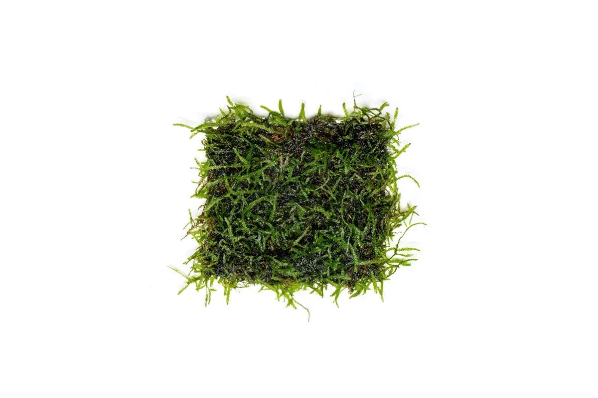 Java Moss on Stainless Steel