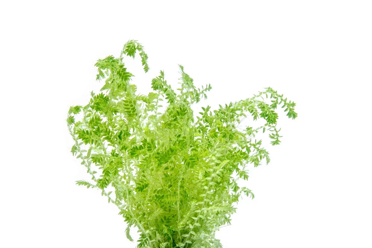 Selaginella Uncinata - Image 2