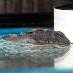 Blue Panaque (L-239) Plecostomus 4" WYSIWYG