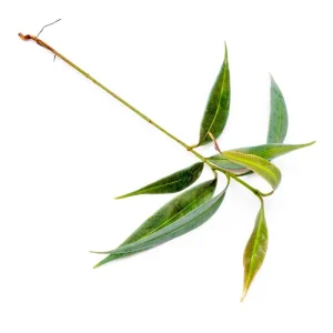 Ardisia Blue
