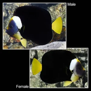 False Personifer Angelfish
