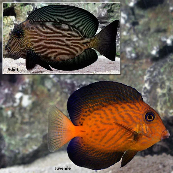 Chevron Tang