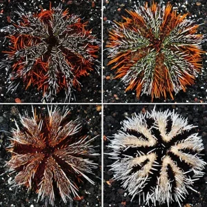 Pincushion Urchin, Hairy