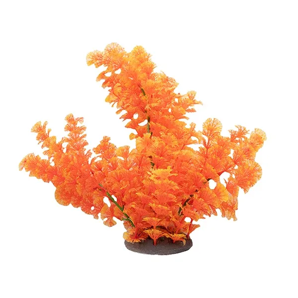 LiveAquaria® 10"; Orange Sunset Beauty Plant