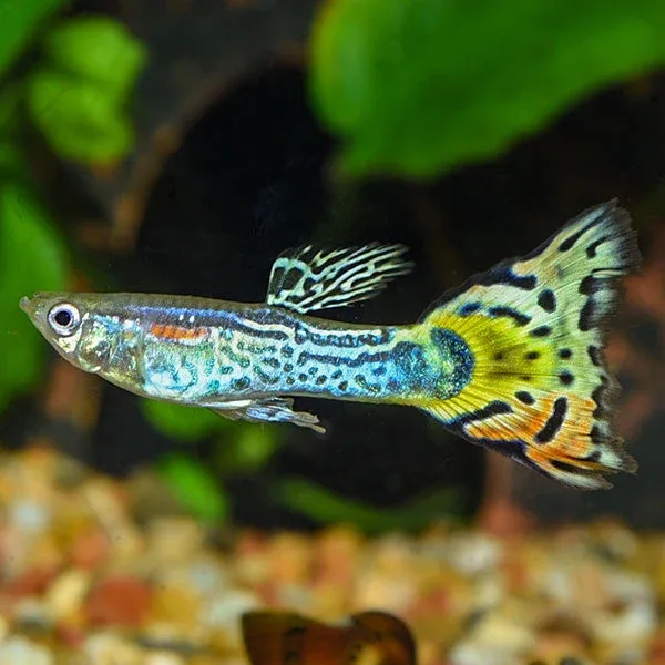Leopard Cobra Guppy, Male
