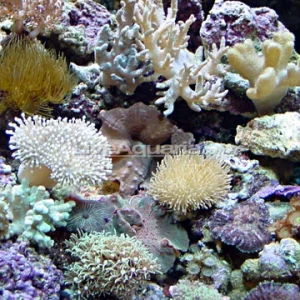 Bali Nano Soft Coral Pack