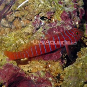 Zebra Catalina Goby EXPERT ONLY