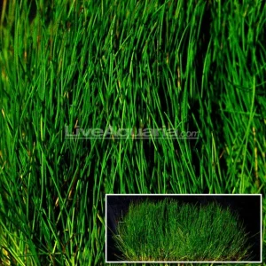 Dwarf Hairgrass