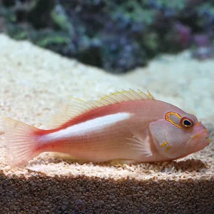 Arc Eye Hawkfish